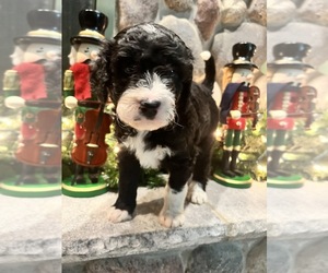 Bernedoodle Puppy for sale in ADRIAN, MI, USA