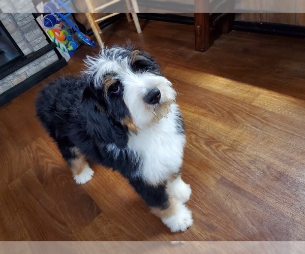 Medium Photo #4 Bernedoodle Puppy For Sale in COLORADO SPRINGS, CO, USA