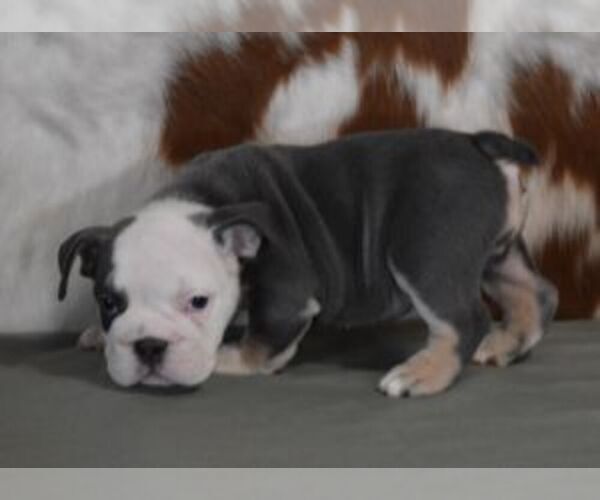 Medium Photo #5 English Bulldog Puppy For Sale in MARSHFIELD, MO, USA