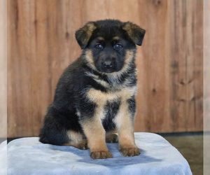 German Shepherd Dog Puppy for sale in LANCASTER, PA, USA