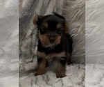 Small #7 Yorkshire Terrier