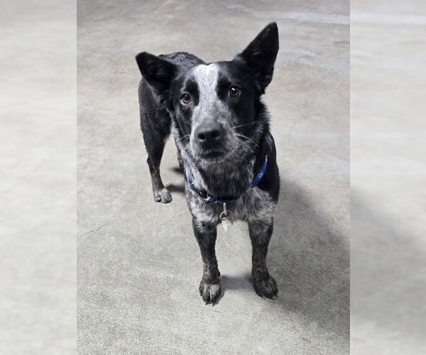 Medium Photo #1 Unknown-Whippet Mix Puppy For Sale in Genesee, WI, USA