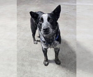 Unknown-Whippet Mix Dogs for adoption in Genesee, WI, USA