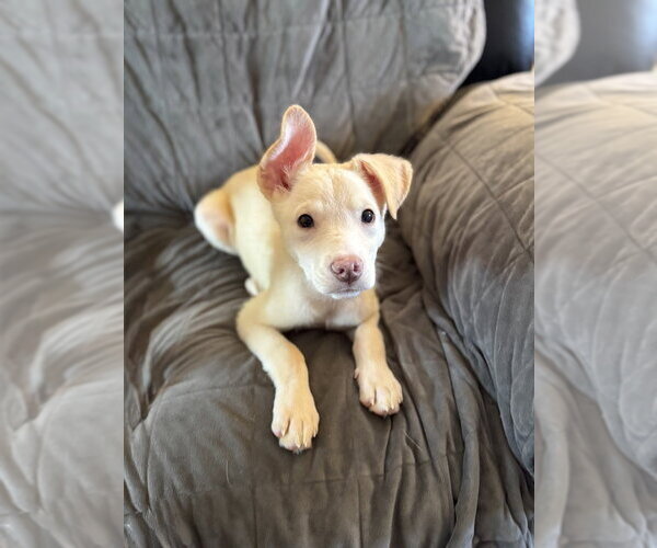 Medium Photo #2 Siberian Husky-Unknown Mix Puppy For Sale in Springdale, PA, USA