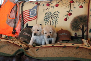 Labrador Retriever Puppy for sale in HASLET, TX, USA