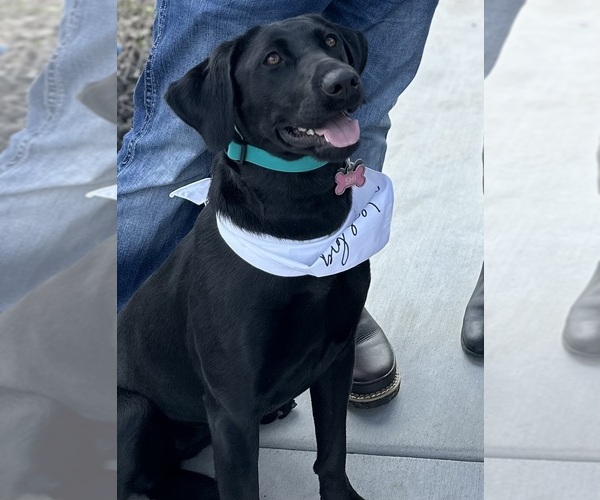 Medium Photo #18 Labrador Retriever Puppy For Sale in REDDING, CA, USA