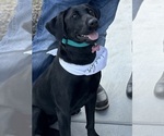 Litter of 7 - Male(s) and Female(s) Labrador RetrieverLitter of Puppies for Sale - Photo #18
