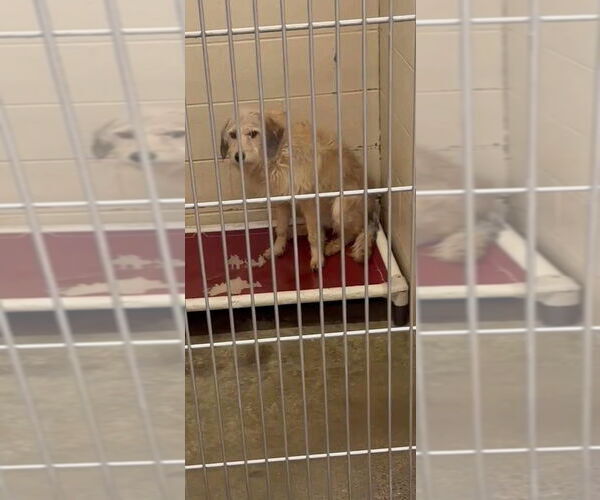 Medium Photo #2 Labrador Retriever-Unknown Mix Puppy For Sale in Aurora, IN, USA