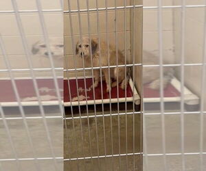Chancie - Female Labrador Retriever-Unknown Mix Dog for Adoption - Photo #2