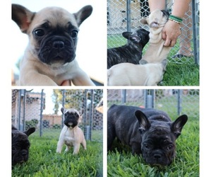 French Bulldog Puppy for sale in BRENTWOOD, CA, USA