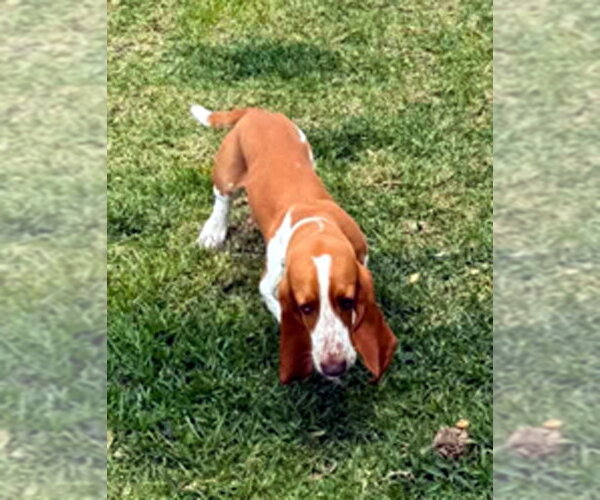 Medium Photo #3 Basset Hound Puppy For Sale in Deepwater, NJ, USA