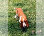 Small #2 Basset Hound