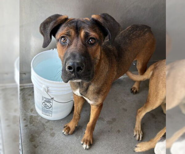 Medium Photo #2 Shepradors Puppy For Sale in San Bernardino, CA, USA