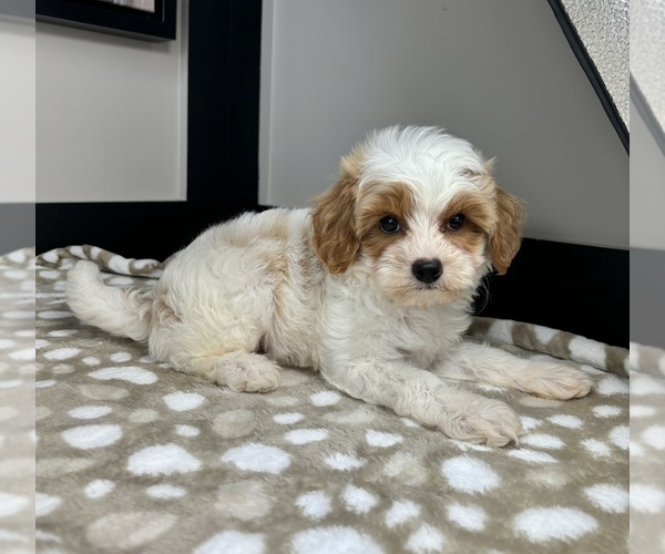 Medium Photo #7 Cavapoo Puppy For Sale in INDIANAPOLIS, IN, USA