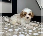 Small #6 Cavapoo