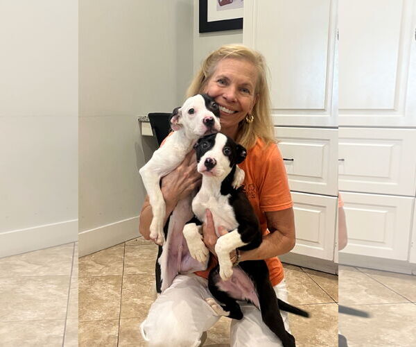 Medium Photo #2 Mutt Puppy For Sale in Hilton Head, SC, USA