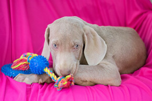 Weimaraner Puppy for sale in KENT, OH, USA