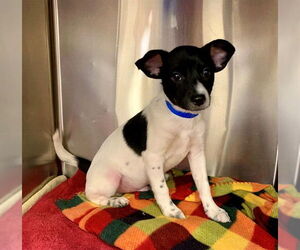 Mutt Dogs for adoption in Moreno Valley, CA, USA