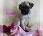 Small Photo #2 Pug Puppy For Sale in LEBANON, PA, USA