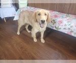 Small #4 Golden Retriever