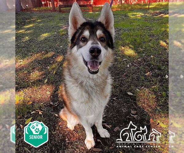 Medium Photo #1 Siberian Husky-Unknown Mix Puppy For Sale in Irvine, CA, USA