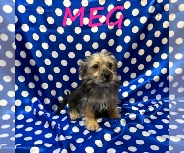 Medium Photo #3 YorkiePoo Puppy For Sale in HARTLAND, MN, USA