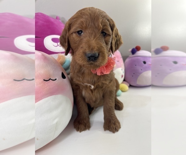 Medium Photo #7 Goldendoodle Puppy For Sale in WOODBURN, IN, USA