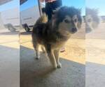 Small #2 Siberian Husky Mix