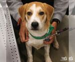 Small Photo #2 Labrador Retriever-Unknown Mix Puppy For Sale in Washington, DC, USA