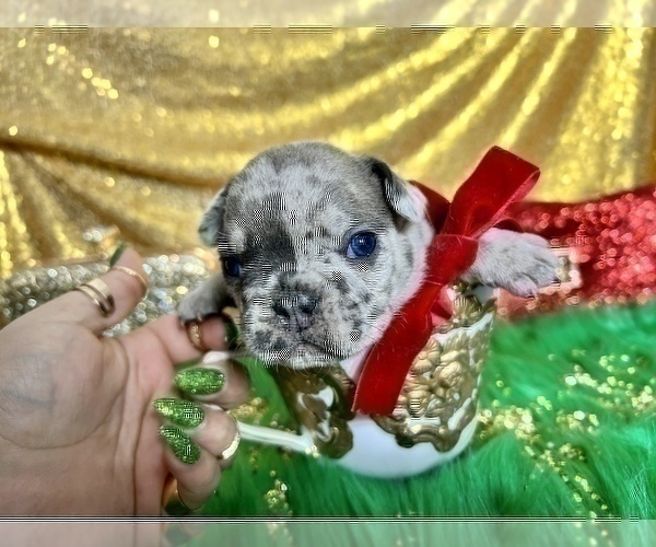 Medium Photo #25 French Bulldog Puppy For Sale in HAYWARD, CA, USA