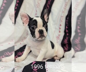 French Bulldog Puppy for sale in CLARE, IL, USA