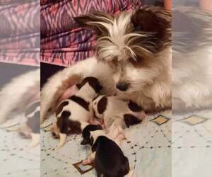 Mother of the Yorkshire Terrier puppies born on 06/23/2022