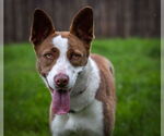 Small #5 American Pit Bull Terrier-Border Collie Mix