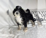 Small #5 Bernedoodle