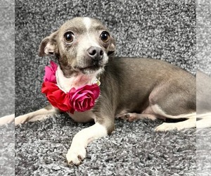 Chihuahua-Unknown Mix Dogs for adoption in Grafton, WI, USA