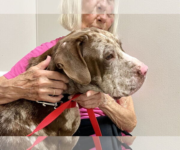 Medium Photo #7 Catahoula Leopard Dog-Unknown Mix Puppy For Sale in Rural Hall, NC, USA