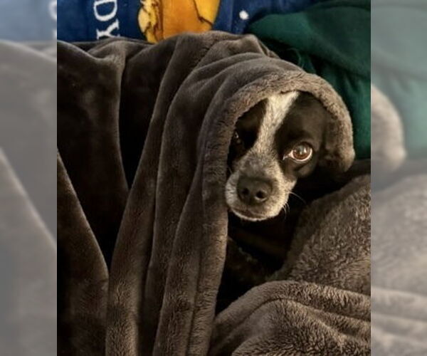 Medium Photo #20 Rat-Cha Puppy For Sale in Mooresville, NC, USA