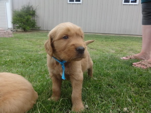 Golden Retriever Puppy for sale in NEW HAVEN, IN, USA