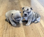 Small #12 French Bulldog