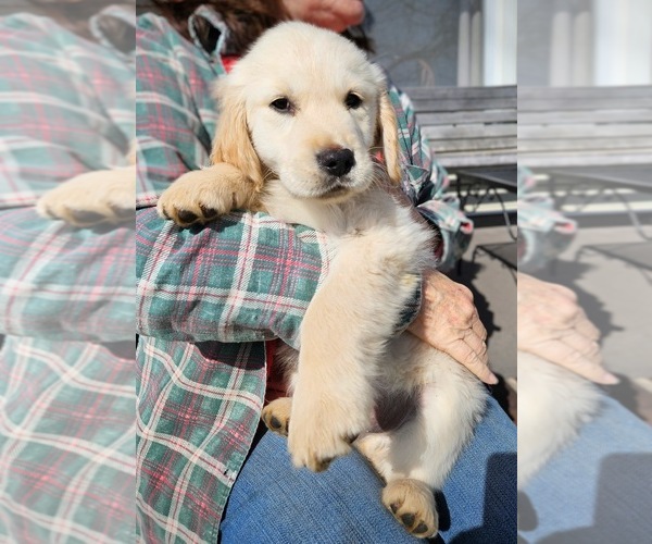Medium Photo #1 English Cream Golden Retriever Puppy For Sale in PROSPECT, VA, USA