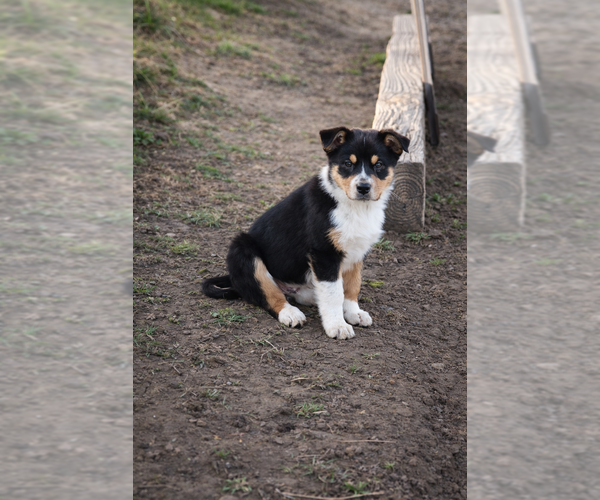 Medium Photo #6 Australian Shepherd Puppy For Sale in MABEL, MN, USA