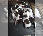 Small Photo #19 German Shorthaired Pointer Puppy For Sale in SAINT GEORGE, SC, USA