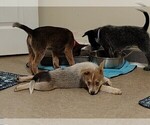 Small #6 Australian Cattle Dog