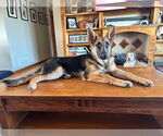 Small #3 German Shepherd Dog