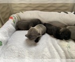 Small Photo #3 French Bulldog Puppy For Sale in DANIA, FL, USA