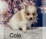 Small Photo #10 Pomeranian Puppy For Sale in AZLE, TX, USA