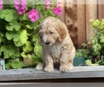 Small Photo #16 Goldendoodle Puppy For Sale in PITTSBURG, CA, USA