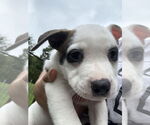 Small #3 American Pit Bull Terrier-American Staffordshire Terrier Mix