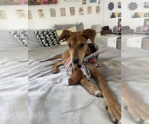 Mutt Dogs for adoption in McKinney, TX, USA