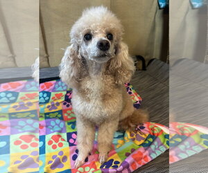 Poodle (Miniature) Dogs for adoption in Pacolet, SC, USA